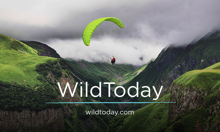 WildToday.com - buying Good premium names