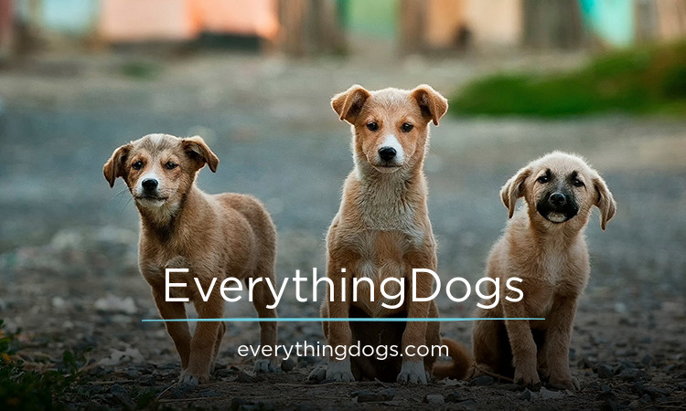 EverythingDogs.com - Good premium domain names