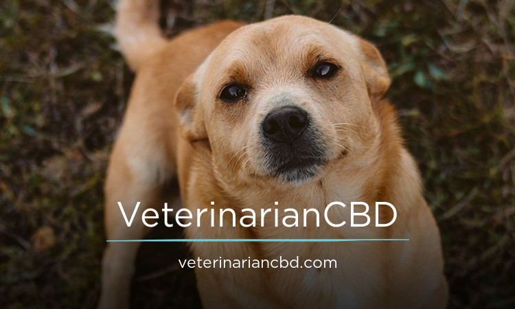 VeterinarianCBD logo