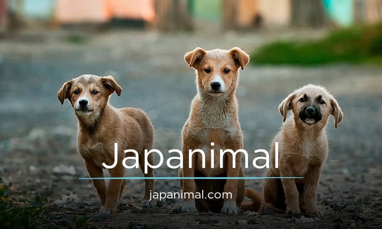Japanimal logo
